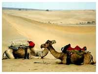 Rajasthan Camel Safari Tour Packages , Rajasthan Camel Safari Tour Operators