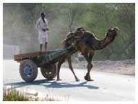Rajasthan Camel Safari Tour Packages , Rajasthan Camel Safari Tour Operators