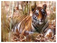 Wildlife Tour Packages, Wildlife Sanctuary Tour Operators Rajasthan 
